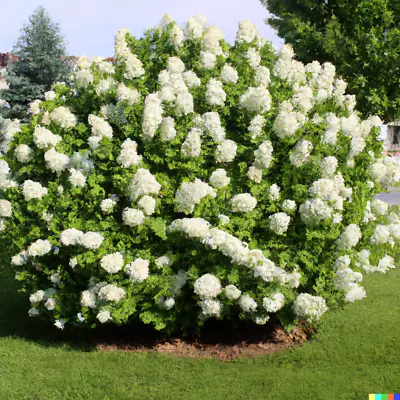 Hydrangea 50 Seeds - White Flower Bush Hedge Shrub FREE SHIPPING • $4.50