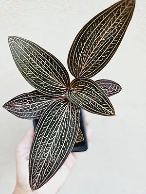 Jewel Orchid Spiderman - Indoor/Outdoor Plant 🪴  • $20