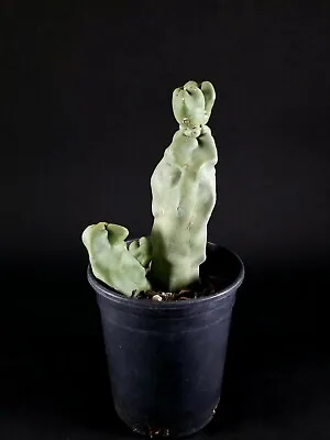 Pachycereus Schottii Monstrosus 'Totem Pole Cactus' Cactus Cacti Succulent  • $115