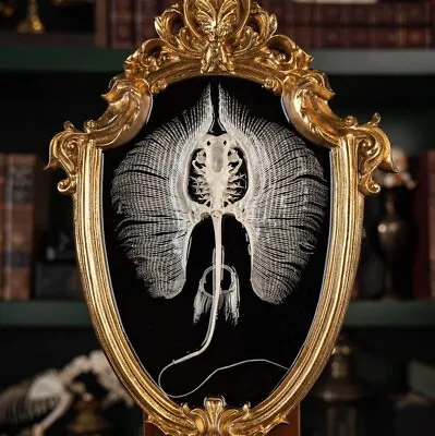 Real Stingray Skeleton Taxidermy Fish Taxidermy Stingray Barbs Vintage Frame • $285