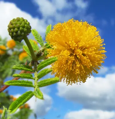 Acacia Nilotica SEEDS - - - Pharaohs' Mimosa - Gum Arabic Tree SEEDS • £4.66