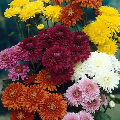 £14.75 • Buy 6x Chrysanthemum Hardy ALL Season Spray Collections Plug Plants - 24HR DISPATCH