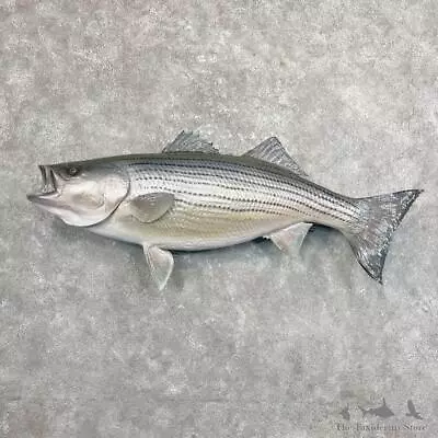 #27699 WC | 44.5  Striped Bass Taxidermy Fish Mount For Sale • $2355