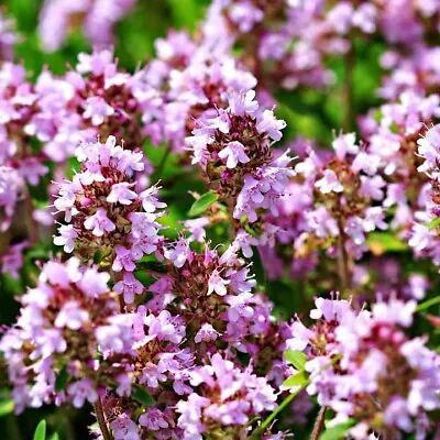 1000+ Wild Thyme Seeds -Creeping THYME -Thymus Pulegioides Groundcover Heirloom • $2.25