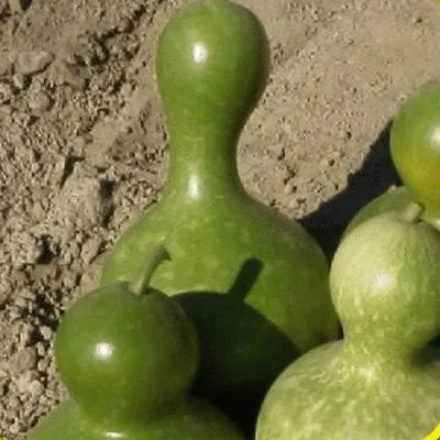 Flower Gourd Large Bottle  12 Seeds • £2.29