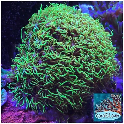 Live Coral Green Star Polyps  CoralSLover  • $24.95