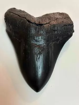 Giant Megalodon Shark Tooth Resin Fossil Replica 6  X 5  Serrated Huge Shark MT1 • $8.99