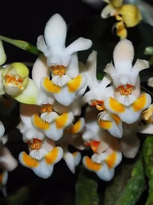 Phalaenopsis Thailandica Miniature Fragrant Orchid Plant + PHYTO Certificate • $45