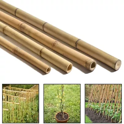 Bamboo Canes 2ft 4ft 6ft Large Plant Support Extra Strong Pole Garden Sticks • £6.49