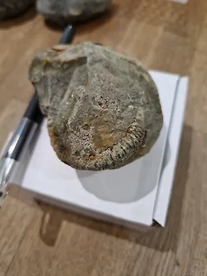 Lovely Yorkshire Ammonite Dactylioceras For Prep #16 • $4.97