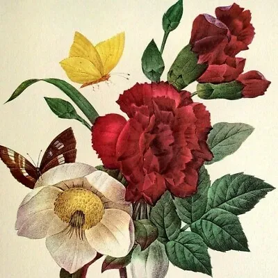 Pierre Joseph Redoute Flowers ELLEBORE Vintage Botanical Art Print Book Plate 35 • $13.59