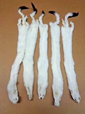 #1 Quality 2XL Tanned White Ermine/Weasel/Fur/Crafts/Trapping/Stocking Stuffers • $32