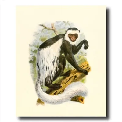 Tropical White Tree Monkey Wall Picture Art Print • $10.90