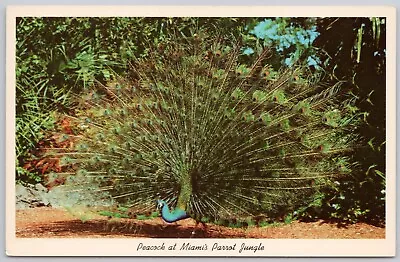 Green Peacock Parrot Jungle Florida Vintage Postcard • $4.35