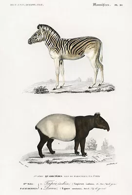 Malayan Tapir (Tapirus Indicus) - Mountain Zebra (Dauw) 1849 Illustration Poster • $9.99
