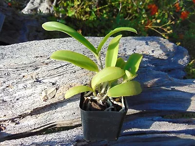 Cattleya Tenuis 'Orchid Eros' 2  Pot RARE SPECIES • $30