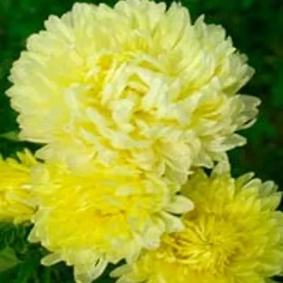 £2.97 • Buy Aster - Peony Duchess- Yellow- 50 Seeds- BOGO 50% Off SALE