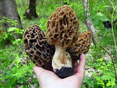 Seeds Mushroom Morel Conical Mycelium Spawn Grow Kit Dried Spores Organic • £7.50