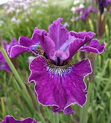 £5.50 • Buy Iris Sibirica - Weinkoenigin - Siberian Iris - Hardy Flowering Garden Patio Iris