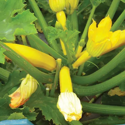 Thompson & Morgan Courgette Orelia Seeds Vegetable Garden Plant 1 Pack 6 Seeds • £3.49