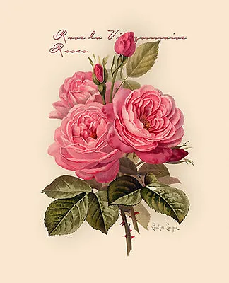 Pink Roses By Paul De Longpre (Art Print Of Vintage Art) • $12.95