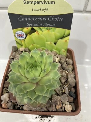 Sempervivum LIMELIGHT Alpine Succulent Chicks Trough Plants Garden Houseleek • £5.97