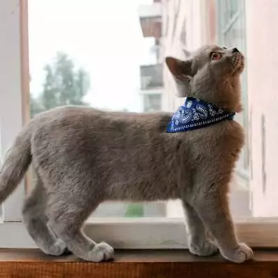 Cat Collar With Neckerchief Scarf Bandana . UK Seller • £3.59