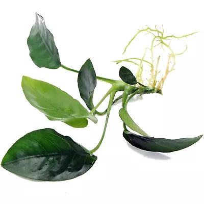 £4.48 • Buy ANUBIAS NANA Rooted Plant For Wood Bogwood Hardy Live Aquarium Aquatic Plants 