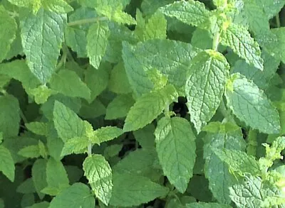 Mentha Strawberry Mint Cuttings Fresh Herb Rooted Plants X 2 App 10cm • £3.99