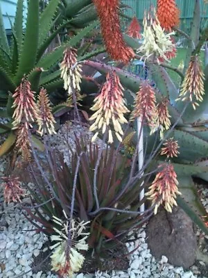 Aloe Winter Bells 🏵️ ONE  Head Cutting Only 14cm Diameter🏵️ Limited One Buy • $5