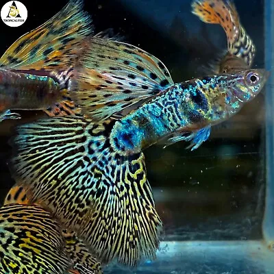 1 Male - Premium Grade Live Guppy Fish Fancy Yellow Tiger King Cobra VIP USA • $14.95