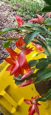 Zygo Cactus Succulents Dark Orange 3 X  Long Cuttings Plants Garden • $16.50