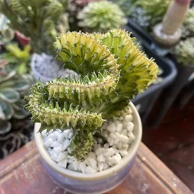 Euphorbia Lactea Variegate Crested Pot 10 Cm Rare Cactus • $104.50