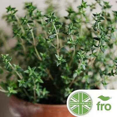 £1.89 • Buy Organic - Thyme - 1000 Seeds - Thymus Vulgaris - Fast Uk Dispatch ✅