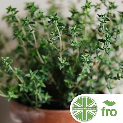 £2.25 • Buy Organic - Thyme - 800 Seeds - Thymus Vulgaris - Fast Uk Dispatch ✅