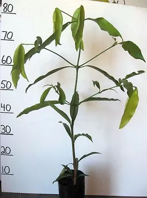 Achachairu Bolivian Mangosteen Garcinia Humilis Fruit Tree Achacha 2 Years Old • $39