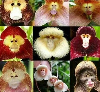 Monkey Face Orchid 10 Seeds • $10.75