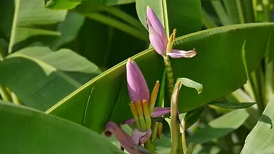 20 Seeds-Ornamental Pink Flowering Banana- Musa • $4.99