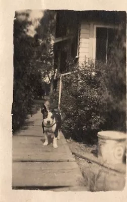 Cute French Bulldog Pup Roaming The Garden Dog Pets Animals 1920s Vintage Photo • $14.99