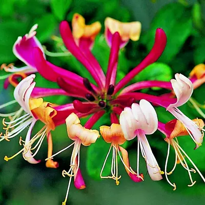 10 SEROTINA HONEYSUCKLE SEEDS -  Lonicera Periclymenum 'Serotina' • £5.23