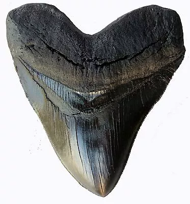 5.5 Inch Megalodon Tooth Black With Serrations • $26.53