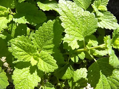 Lot Of One Dozen Live BARE ROOT ONLY Herbal Lemon Balm Starter Plants Antiviral • $15.29