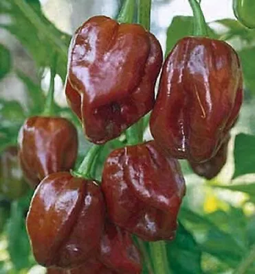 25 Pepper Seeds Habanero Jamaican Hot Chocolate Garden Seeds • $4.75