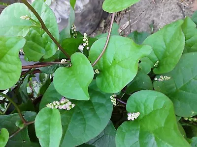 90+ Organic Red Stem Malabar Spinach Alugbati Mong Toi Poi Sang Ceylon Seeds • $3.99