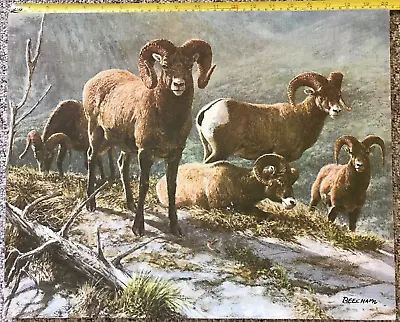 $149 • Buy Tom Beecham Bighorn Sheep Art Print Lithogr. 20  X 16  Canvas Stretched On Frame