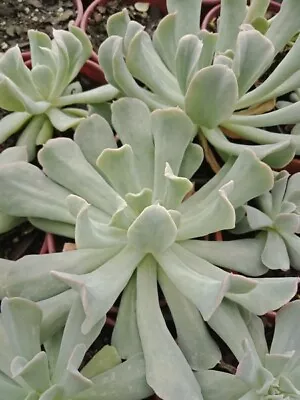 ECHEVERIA RUNYONII  Topsy Turvy  Crested Succulent Plant • $6