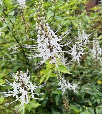 AustralianNatives Cat's Whisker White-  Beautiful Flower Bush Medicine Easy Grow • $19