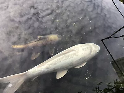 £390 • Buy Large 20” Ghost Doitsu Koi Carp Fish White
