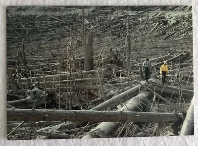 Mount St Helens ( The Aftermath Of The 1980 Eruption) Postcard (C1) • $4.63