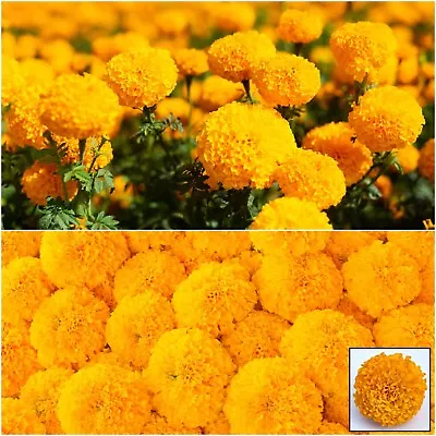 MARIGOLD African CRACKERJACK 50 Seeds COMPANION PLANT Cottage FLOWER GARDEN BED • $4.99